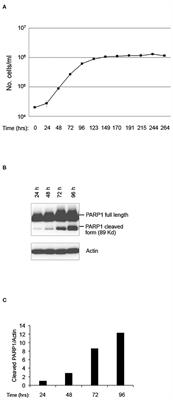 Low Radiation Environment Switches the Overgrowth-Induced Cell Apoptosis Toward Autophagy